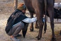 Milkman milking his Buffalo.