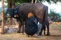 Milkman milking his Buffalo.