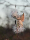 Milkweed pods explode with flying seeds in the breeze