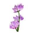 Milkvetch isolated digital art illustration. Astragalus herb, legume Fabaceae. Milkvetch purple flowers, locoweed or goats-thorn A