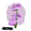 Milkvetch isolated digital art illustration. Astragalus herb, legume Fabaceae. Milkvetch purple flowers, locoweed or goats-thorn A