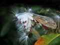 Milkweed Royalty Free Stock Photo