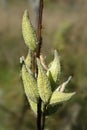 Milkweed Royalty Free Stock Photo