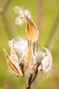 Milkweed Royalty Free Stock Photo