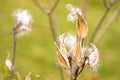 Milkweed Royalty Free Stock Photo