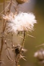 Milkweed Royalty Free Stock Photo