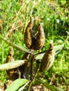 Milkweed plant seedpods infested with aphids