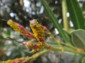 Milkweed aphids in oleander plant Royalty Free Stock Photo