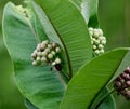 Milkweed as a food source Jenningsville Pennsylvania