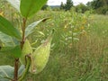 Milkweed Asclepias plant pods in Spring field