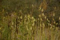 Milkweed plant dried seed pods blowing in wind Royalty Free Stock Photo