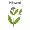 Milkweed Asclepias syriaca , medicinal plant Royalty Free Stock Photo