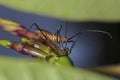 Milkweed Assassin Bug Eating A Fly