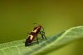 Milkweed Assassin Bug