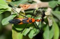 Milkweed Assassin bug with prey.