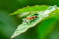 Milkweed assassin bug Zelus longipes feeding on small insect, closeup - Davie, Florida, USA