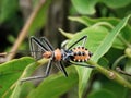 Milkweed Assassin bug ( Zelus Longipes)