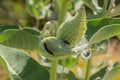 Milkweed Assassin bugs on Milkweed plant