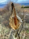 Milkweed gone to seed in autumn Royalty Free Stock Photo