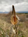Milkweed plant gone to seed in autumn