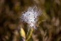 Milkweed, autumn Royalty Free Stock Photo