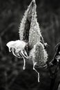 Milkweed Black And White Royalty Free Stock Photo