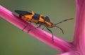 Milkweed Bug Royalty Free Stock Photo