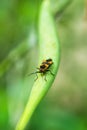 Milkweed Bug Royalty Free Stock Photo