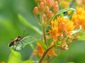 Milkweed bug on a green leaf of Flowering Butterfly Weed Royalty Free Stock Photo