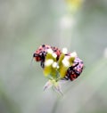 Milkweed bug on a meadow green plant Royalty Free Stock Photo