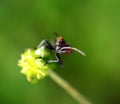 Milkweed bug on a meadow green plant Royalty Free Stock Photo