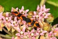Milkweed Bug (Oncopeltus fasciatus) Royalty Free Stock Photo