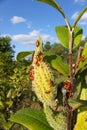 Milkweed Bug (Oncopeltus fasciatus)