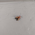 Milkweed bug, oncopeltus fasciatus, is coloured orange-red and black. It feeds on the seeds, leaves and stems of milkweed plant Royalty Free Stock Photo