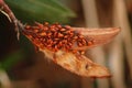 Milkweed bug, Oncopeltus fasciatus, swarm of beetles, insects in america, caribic and middle east