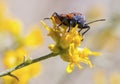 Milkweed bug Oncopeltus fasciatus on a yellow flower