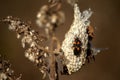 Milkweed bug on a pod Royalty Free Stock Photo