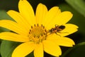 Milkweed bug on yellow petals of tickseed sunflower.