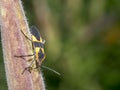 Milkweed bugs,