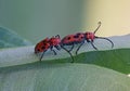 Milkweed bugs pair Royalty Free Stock Photo