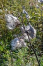 Milkweed bursting with it`s seeds on a warm sunny day. Royalty Free Stock Photo