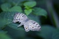 Milkweed butterfly (Tirumala limniace, Danaidae) feeding Royalty Free Stock Photo
