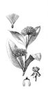 Milkweed butterfly weed. Asclepias syriaca silkweed, silky swallow-wort,Virginia silkweed. A flower has bright Ã¢â¬â orange or pink