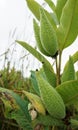 Milkweed