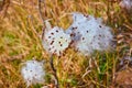 Milkweed cotton seed pods bursting open in late fall in detail Royalty Free Stock Photo
