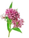 Milkweed flower Royalty Free Stock Photo