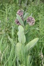 Milkweed flower Asclepias syriaca