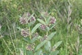 Milkweed flower Asclepias syriaca Royalty Free Stock Photo