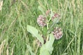 Milkweed flower Asclepias syriaca