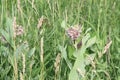 Milkweed flower Asclepias syriaca Royalty Free Stock Photo